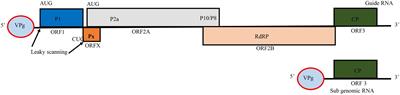 Insights Into Natural Genetic Resistance to Rice Yellow Mottle Virus and Implications on Breeding for Durable Resistance